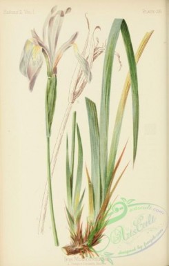 iris-00269 - Rocky Mountain Iris, iris missouriensis