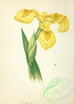 iris-00273 - Yellow Iris, iris pseud-acorus