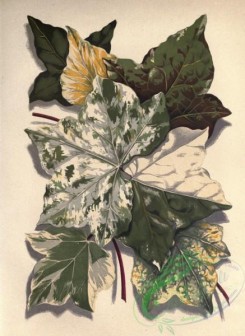 ivy-00010 - Ivy, hedera maculata, hedera lucida, hedera pallida, hedera aurea, hedera nigra, hedera chrysophylla