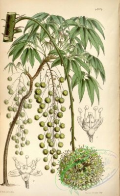 ivy-00043 - 4804-hedera glomerulata, Glomerulated Ivy
