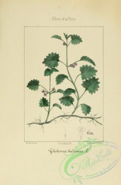 ivy-00045 - glechoma hederacea