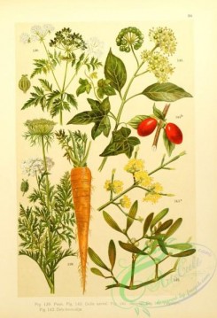 ivy-00063 - conium maculatum, daucus carota, cornus mas, hedera helix, viscum album