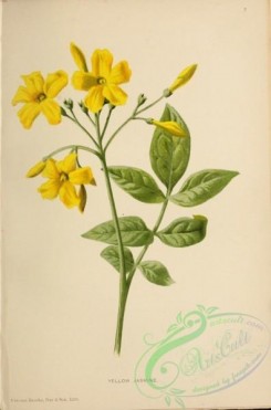jasmine-00003 - Yellow Jasmine [3059x4626]