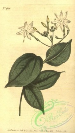 jasmine-00057 - 980-jasminum simplicifolium, Simple-leaved Jasmine [1818x3195]