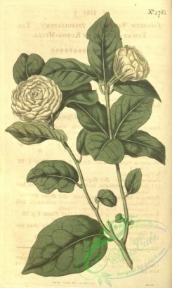 jasmine-00060 - 1785-jasminum sambac trifoliatum, Tuscan Jasmine or Kudda-Mulla [1907x3182]