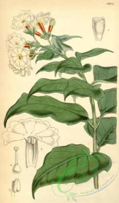jasmine-00064 - 4900-nyctanthes arbor-tristis, Arbor-tristis or Night Jasmine [2034x3450]