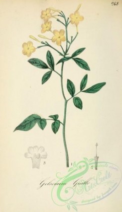 jasmine-00083 - jasminum humile [1942x3382]
