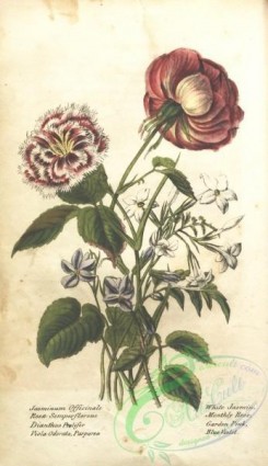jasmine-00098 - White Jasmin, jasminum officinale, Monthly Rose, rosa semperflorens, Garden Pink, dianthus prolifer, Blue violet, viola odorata purpurea [2078x3596]