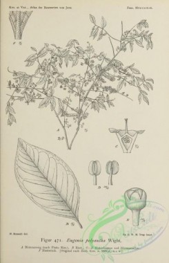 javan_plants-00071 - black-and-white 071-eugenia polyantha