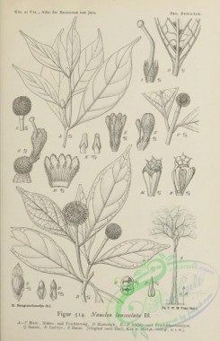 javan_plants-00114 - black-and-white 114-nauclea lanceolata