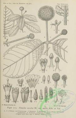 javan_plants-00119 - black-and-white 119-nauclea excelsa mollis