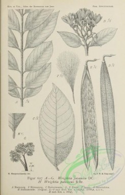 javan_plants-00227 - black-and-white 027-wrightia javanica, wrightia pubescens