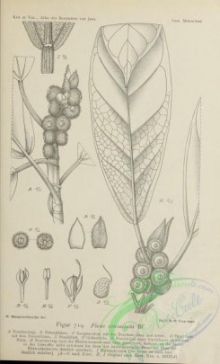 javan_plants-00318 - black-and-white 118-ficus consociata