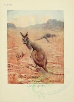 kangaroos-00001 - Great Red Kangaroo [2386x3291]