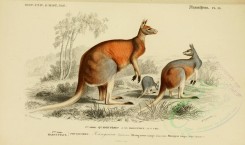 kangaroos-00005 - Australian Kangaroo [3662x2164]