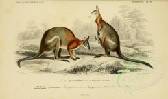 kangaroos-00006 - Black-striped Wallaby [3662x2164]