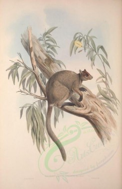 kangaroos-00020 - Grizzled tree-kangaroo [3601x5570]