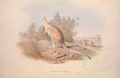kangaroos-00023 - Nail-tailed Kanogaroo [5550x3601]