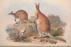 kangaroos-00026 - Red Wallaroo [5550x3714]