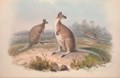 kangaroos-00027 - Rufous-necked Wallaby [5550x3613]