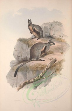 kangaroos-00032 - Striped-sided Rock Wallaby [3601x5560]