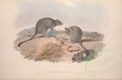 kangaroos-00033 - Tasmanian Jerboa Kangaroo [5550x3625]