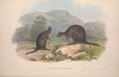 kangaroos-00034 - Tasmanian Wallaby [5550x3601]