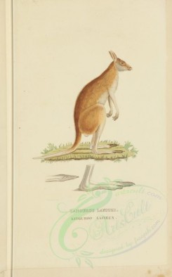 kangaroos-00037 - Great Red Kangaroo [3034x4865]