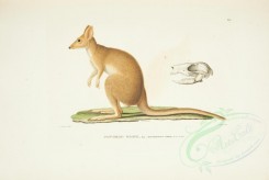 kangaroos-00040 - White's Hypsiprymnus [11454x7675]
