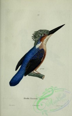kingfishers-00001 - alcedo vintsioides