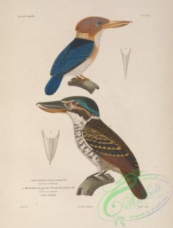 kingfishers-00016 - Yellow-billed Kingfisher, dacelo macrorhinus