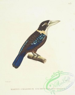 kingfishers-00024 - Rufous-Bellied Kookaburra