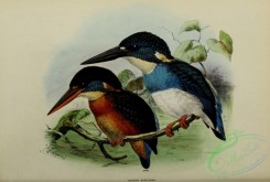 kingfishers-00038 - Blue-banded Kingfisher