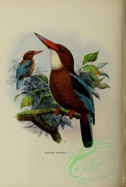 kingfishers-00041 - Brown-breasted Kingfisher