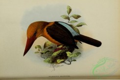 kingfishers-00043 - Brown-winged Kingfisher