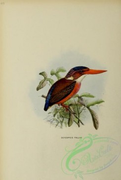 kingfishers-00056 - ceycopsis fallax