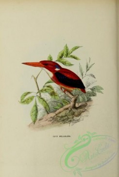 kingfishers-00058 - ceyx melanura