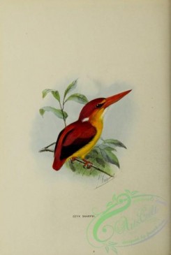 kingfishers-00060 - ceyx sharpei