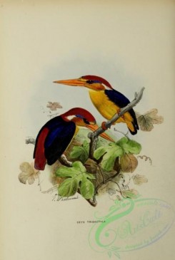 kingfishers-00061 - ceyx tridactyla