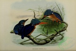 kingfishers-00068 - corythornis cristata