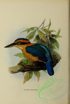 kingfishers-00078 - halcyon australasiae