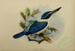 kingfishers-00080 - halcyon chloris