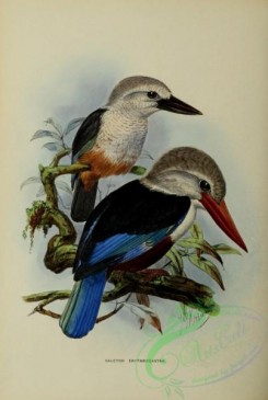 kingfishers-00085 - halcyon erythrogastra
