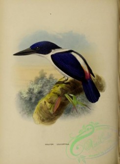 kingfishers-00090 - halcyon leucopygia