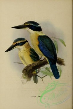 kingfishers-00097 - halcyon vagans