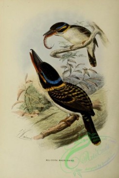 kingfishers-00107 - melidora macrorhina