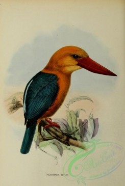 kingfishers-00114 - pelargopsis gouldi