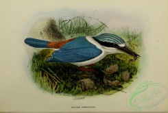kingfishers-00119 - Red-backed Kingfisher