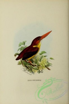 kingfishers-00121 - Rufous-backed Kingfisher