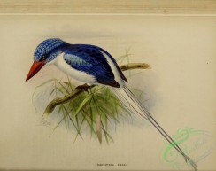 kingfishers-00133 - tanysiptera riedeli
